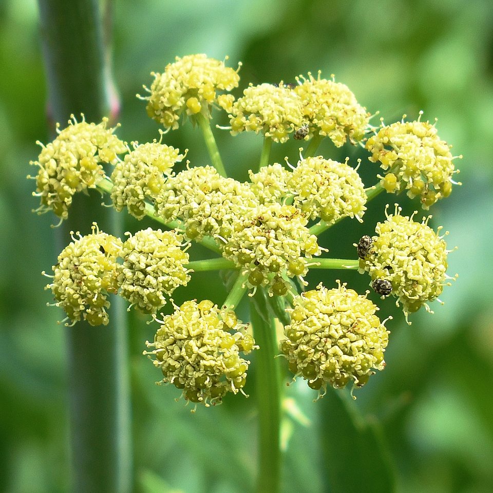 Levisticum officinale