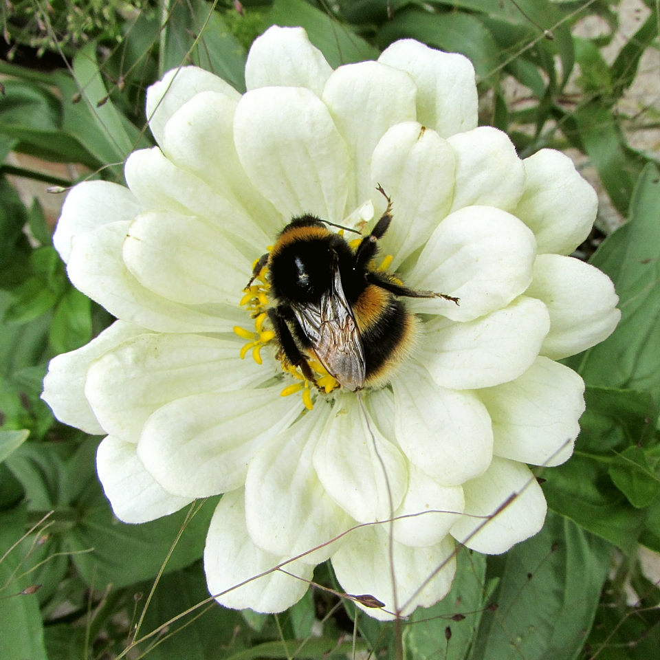 Zinnia elegans 'Polar Bear'