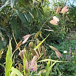 Chasmanthium Syn. uniola latifolium