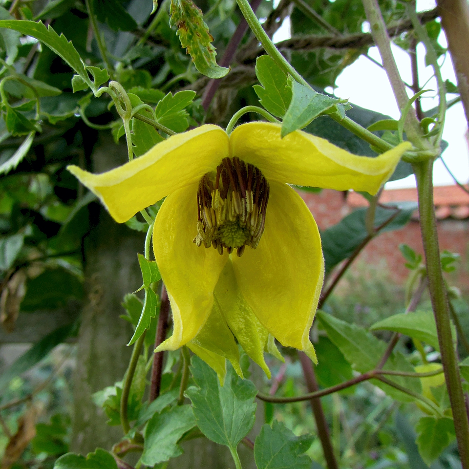 Clematis tangutica
