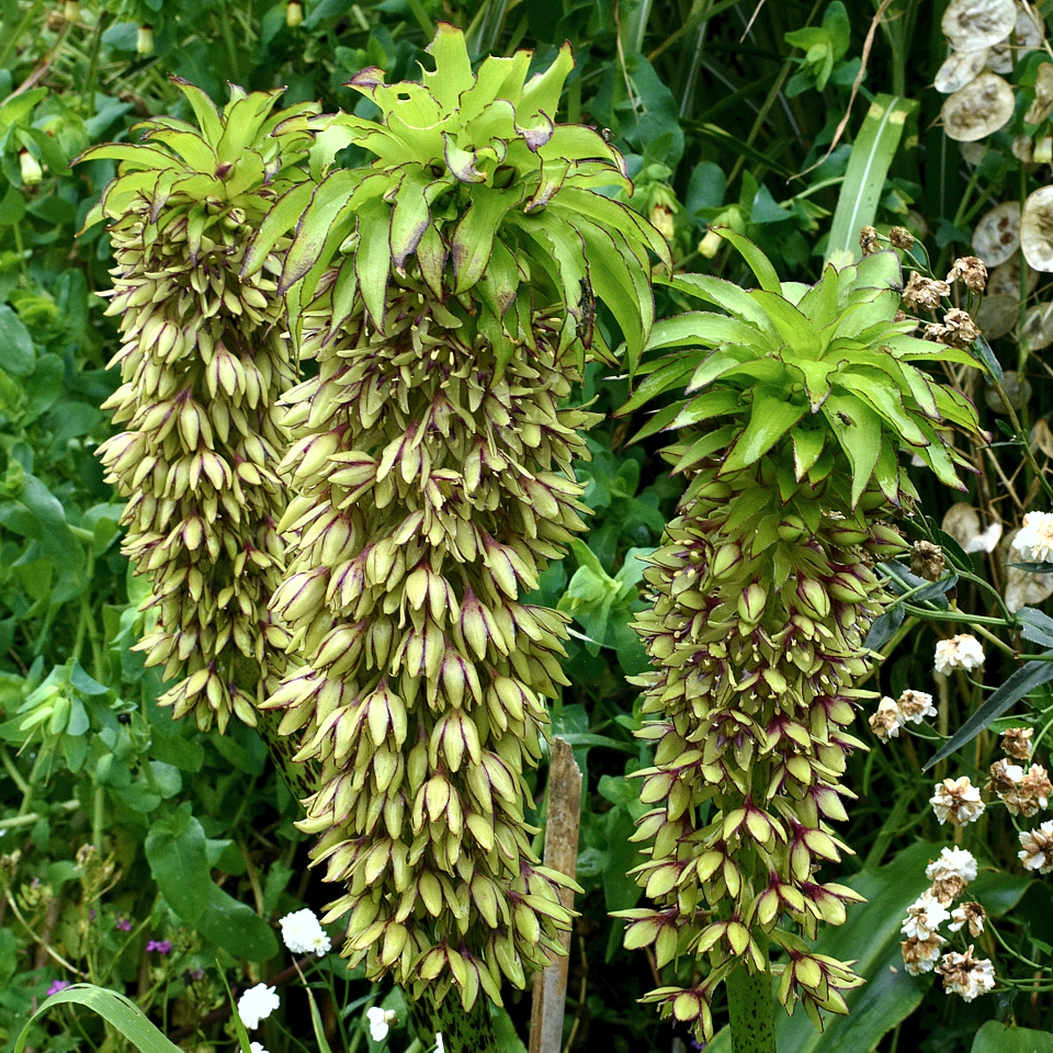 Eucomis bicolor