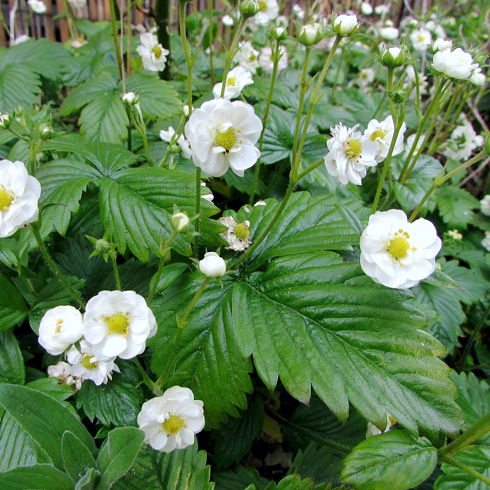 Fragaria vesca 'Flore Pleno'