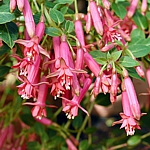 Fuchsia triphylla 'Panique'