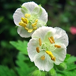Geranium macrorrhizum 'White-Ness'