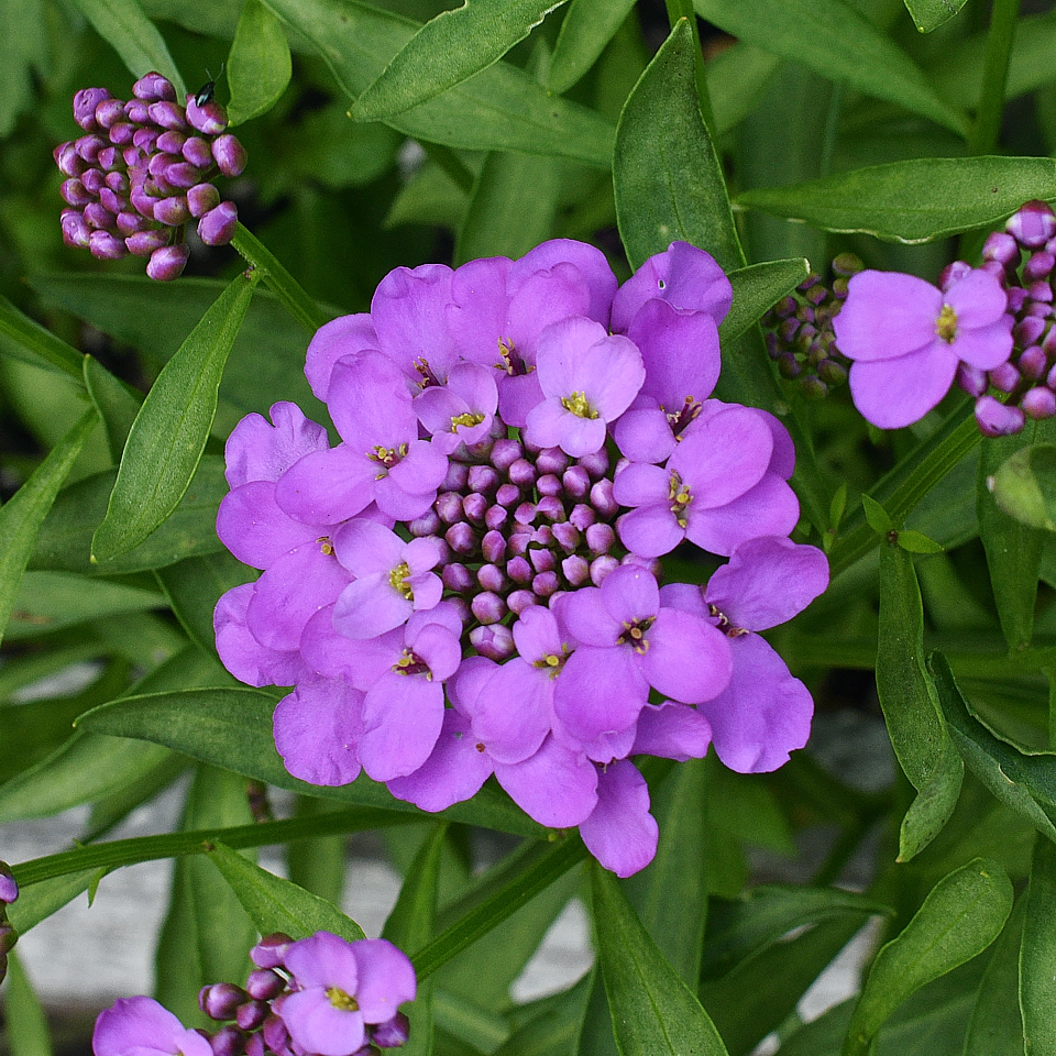 Iberis umbellata