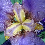 Iris germanica, blue