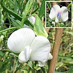 Lathyrus sativus var. albus