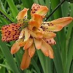 Lilium lancifolium 'Flore Pleno'