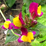 Linaria reticulata 'Flamenco'