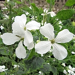 Lunaria annua var. albiflora syn. alba