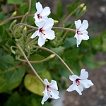 Mirabilis longiflora