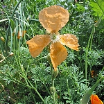 Papaver pilosum ssp. spicatum  Syn. P. heldreichii
