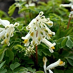 Pseudofumaria alba  subsp. acaulis Syn. Corydalis ochroleuca