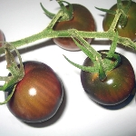 Solanum lycopersicum 'Black Cherry'