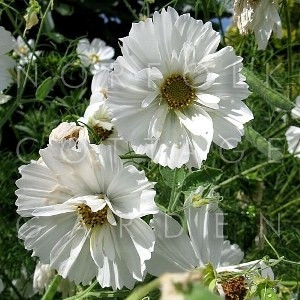 Cosmos bipinnatus Ex. Semi-Double White - Cosmos, semi-double white -  Norfolk Cottage Garden